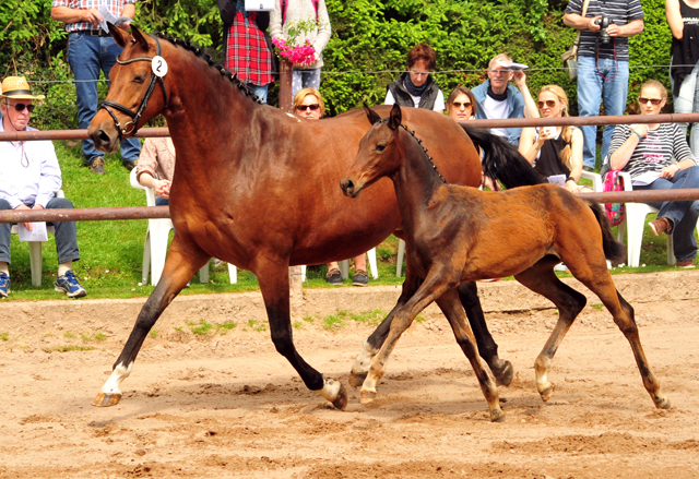 Stutfohlen von Shavalou u.d. Giulietta v. Saint Cyr - Trakehner Gestt Hmelschenburg - Foto: Beate Langels