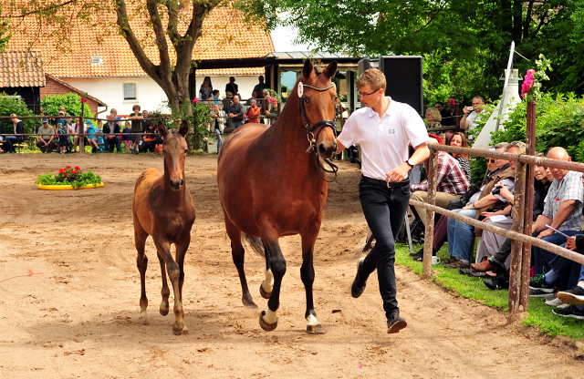 Stutfohlen von Shavalou u.d. Giulietta v. Saint Cyr - Trakehner Gestt Hmelschenburg - Foto: Beate Langels