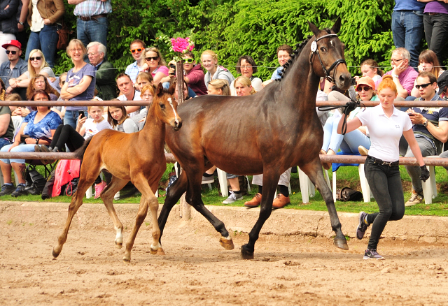 21. Mai 2017 - Stutfohlen von Saint Cyr u.d. Trumchen v. Donaufischer - Foto: Beate Langels