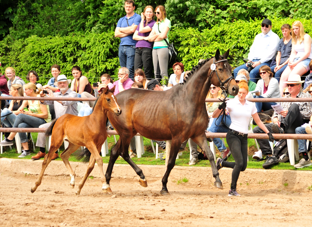 21. Mai 2017 - Stutfohlen von Saint Cyr u.d. Trumchen v. Donaufischer - Foto: Beate Langels