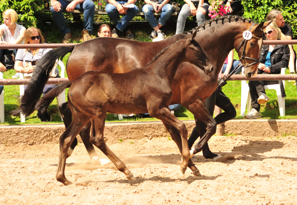 Trs Chic - Trakehner Stutfohlen von Schwarzgold u.d. Pr.u.StPrSt. Tacyra v. Saint Cyr - Foto: Beate Langels - Trakehner Gestt Hmelschenburg