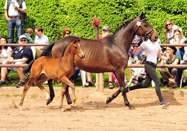 21. Mai 2017 - Stutfohlen von Saint Cyr u.d. Trumchen v. Donaufischer - Foto: Beate Langels