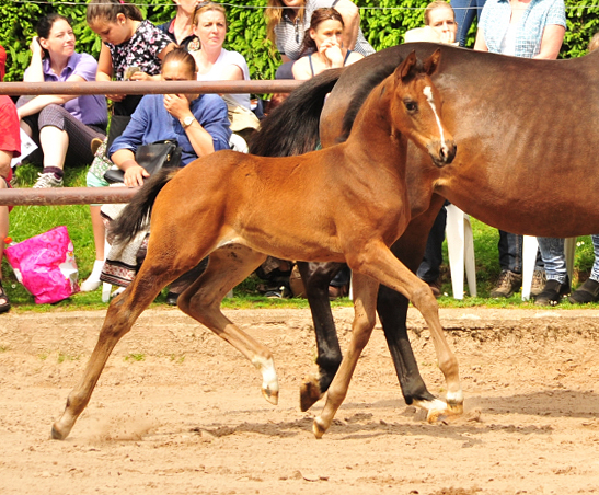 21. Mai 2017 - Stutfohlen von Saint Cyr u.d. Trumchen v. Donaufischer - Foto: Beate Langels