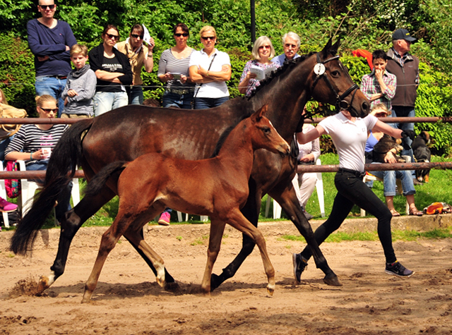 21. Mai 2017 - Stutfohlen von Saint Cyr u.d. Trumchen v. Donaufischer - Foto: Beate Langels