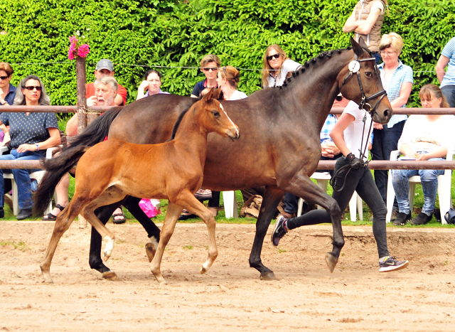 21. Mai 2017 - Stutfohlen von Saint Cyr u.d. Trumchen v. Donaufischer - Foto: Beate Langels