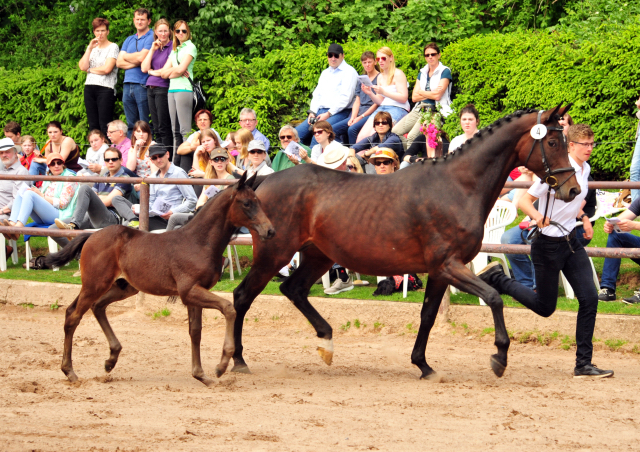 21. Mai 2017 - Hengstfohlen von Saint Cyr u.d.  Schiemanen v. Summertime u.d. Pr.u.StPrSt. Sareiken II v. Tycoon - Foto: Beate Langels