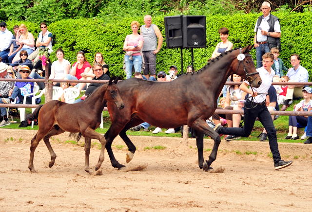 21. Mai 2017 - Hengstfohlen von Saint Cyr u.d.  Schiemanen v. Summertime u.d. Pr.u.StPrSt. Sareiken II v. Tycoon - Foto: Beate Langels