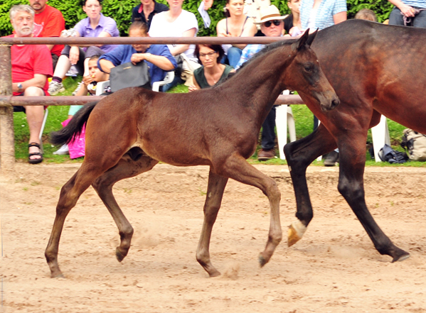 21. Mai 2017 - Hengstfohlen von Saint Cyr u.d.  Schiemanen v. Summertime u.d. Pr.u.StPrSt. Sareiken II v. Tycoon - Foto: Beate Langels