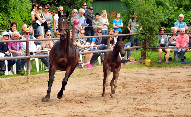 21. Mai 2017 - Hengstfohlen von Saint Cyr u.d.  Schiemanen v. Summertime u.d. Pr.u.StPrSt. Sareiken II v. Tycoon - Foto: Beate Langels