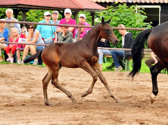 21. Mai 2017 - Hengstfohlen von Saint Cyr u.d.  Schiemanen v. Summertime u.d. Pr.u.StPrSt. Sareiken II v. Tycoon - Foto: Beate Langels