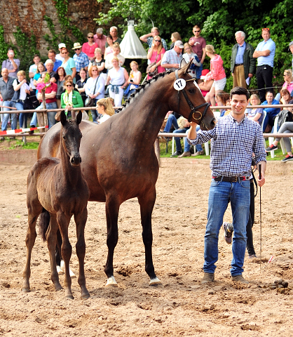 Trs Chic - Trakehner Stutfohlen von Schwarzgold u.d. Pr.u.StPrSt. Tacyra v. Saint Cyr - Foto: Beate Langels - Trakehner Gestt Hmelschenburg