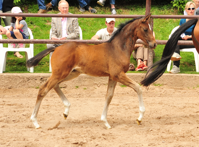 Stutfohlen von High Motion u.d. Val de Vienne v. Exclusiv - Foto Beate Langels