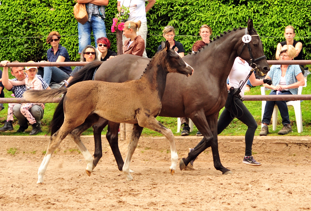 21. Mai 2017 - Stutfohlen von Hirtentanz u.d. Ekarenina v. Buddenbrock - Foto: Beate Langels Gestt Hmelschenburg