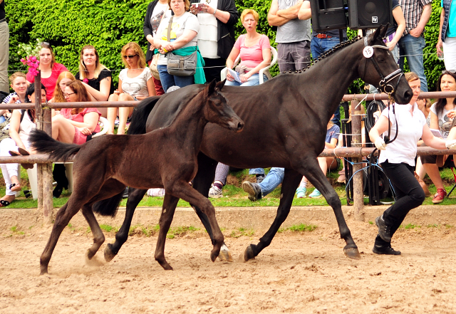 Stutfohlen von Schwarzgold u.d. Orelie v. 
Hohenstein u.d. Elitestute Odessa v. Kostolany - Foto: Beate Langels Gestt Hmelschenburg