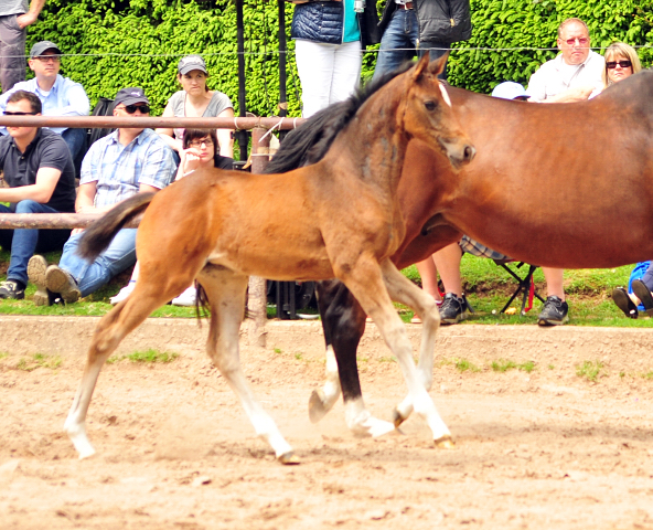 Stutfohlen von High Motion u.d. Val de Vienne v. Exclusiv - Foto Beate Langels