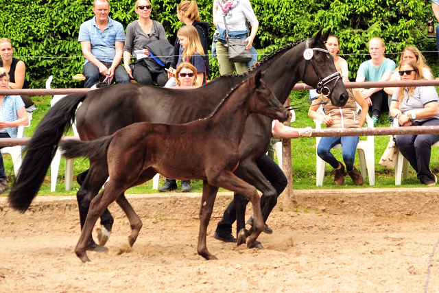 Stutfohlen von Schwarzgold u.d. Orelie v. 
Hohenstein u.d. Elitestute Odessa v. Kostolany - Foto: Beate Langels Gestt Hmelschenburg