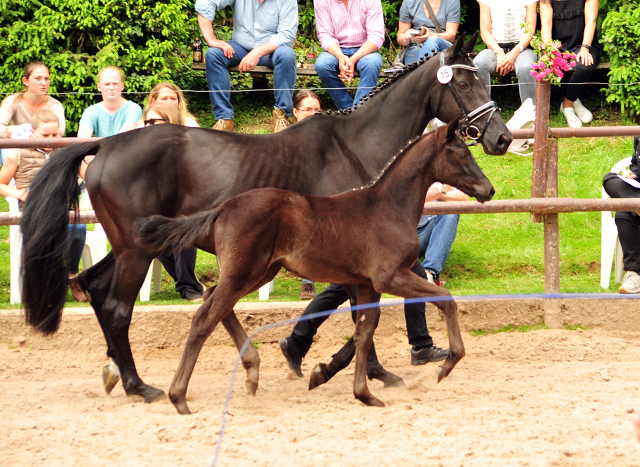 Stutfohlen von Schwarzgold u.d. Orelie v. 
Hohenstein u.d. Elitestute Odessa v. Kostolany - Foto: Beate Langels Gestt Hmelschenburg