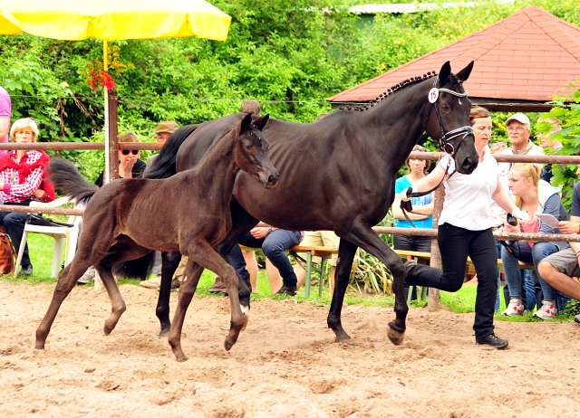 Stutfohlen von Schwarzgold u.d. Orelie v. 
Hohenstein u.d. Elitestute Odessa v. Kostolany - Foto: Beate Langels Gestt Hmelschenburg