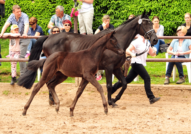 Stutfohlen von Schwarzgold u.d. Orelie v. 
Hohenstein u.d. Elitestute Odessa v. Kostolany - Foto: Beate Langels Gestt Hmelschenburg