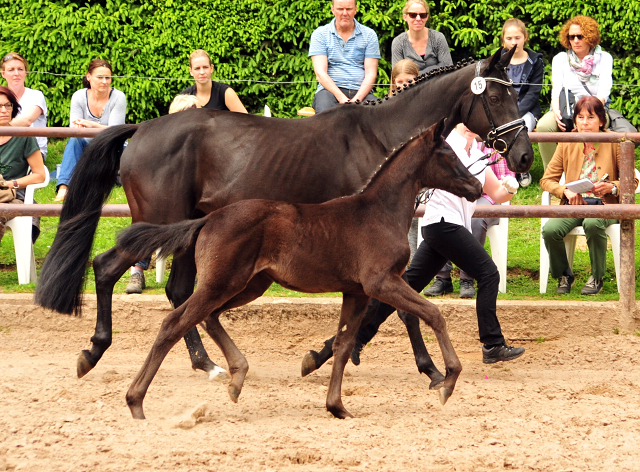 Stutfohlen von Schwarzgold u.d. Orelie v. 
Hohenstein u.d. Elitestute Odessa v. Kostolany - Foto: Beate Langels Gestt Hmelschenburg