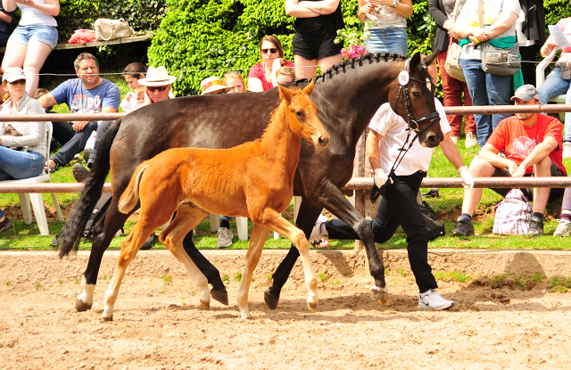 Trakehner Stutfohlen von Markus Deak xx u.d. Goltzburg v. Latimer u.d. Goldduca v. Anduc, Foto: Beate Langels