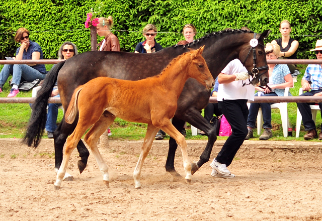 Trakehner Stutfohlen von Markus Deak xx u.d. Goltzburg v. Latimer u.d. Goldduca v. Anduc, Foto: Beate Langels