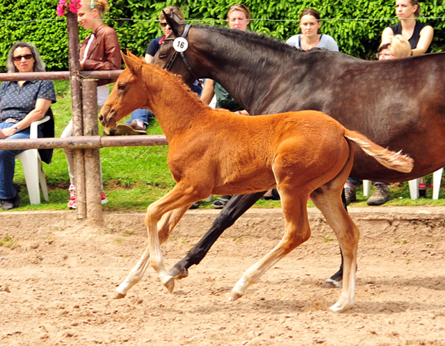 Trakehner Stutfohlen von Markus Deak xx u.d. Goltzburg v. Latimer u.d. Goldduca v. Anduc, Foto: Beate Langels