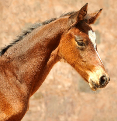 Trakehner Stutfohlen v. Filly by Freudenfest out of Elitemare Kalmar by Exclusiv