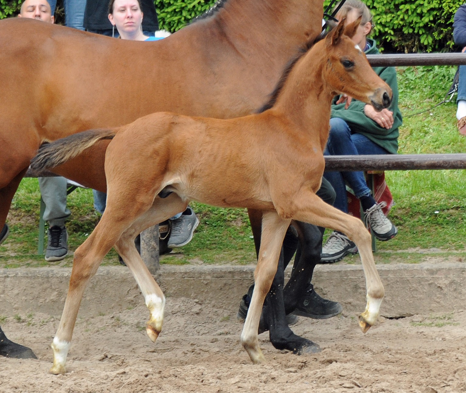 Colt by Glcksruf out of Pr.A. Schwalbe's Beauty by High Motion - Foto Langels