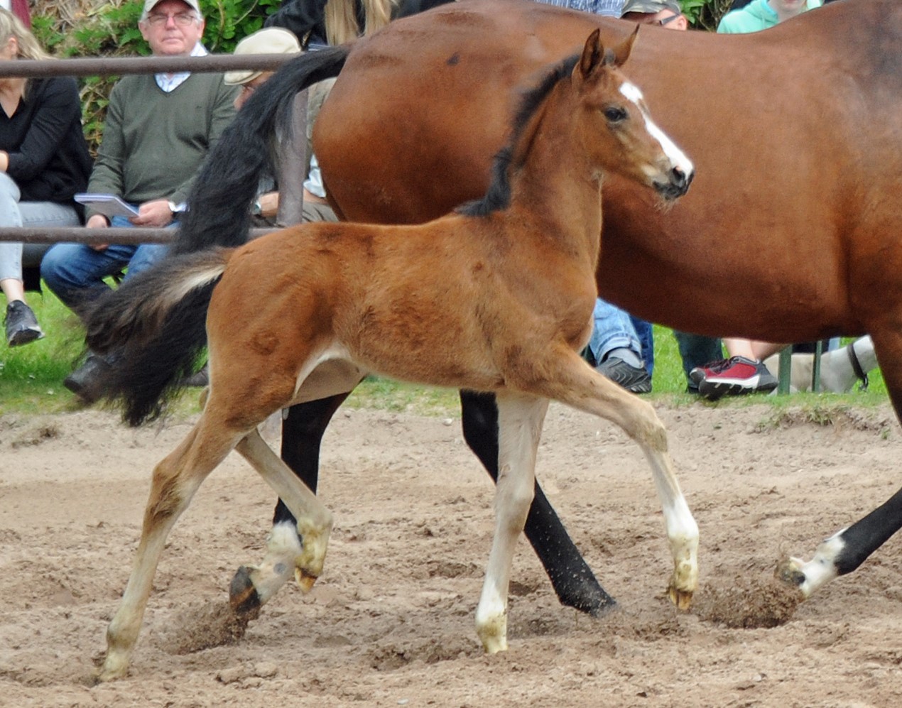 Filly by Glcksruf out of Giulietta by Saint Cyrr x Red Patrick xx