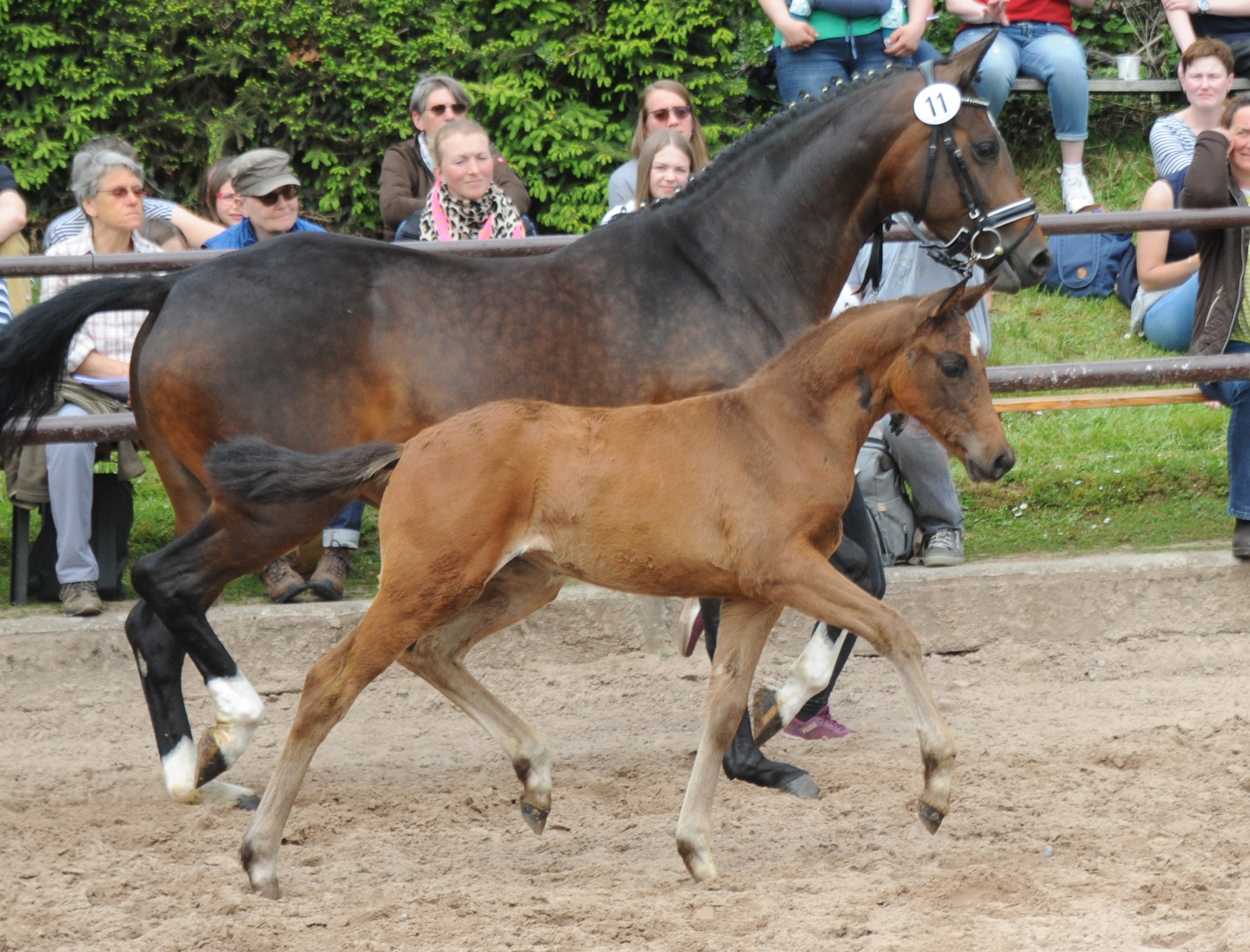 Trakehner Stutfohlen von Glcksruf u.d. Pr.St. Gabbana v. High Motion - Alter Fritz  - Gestt Hmelschenburg - Beate Langels