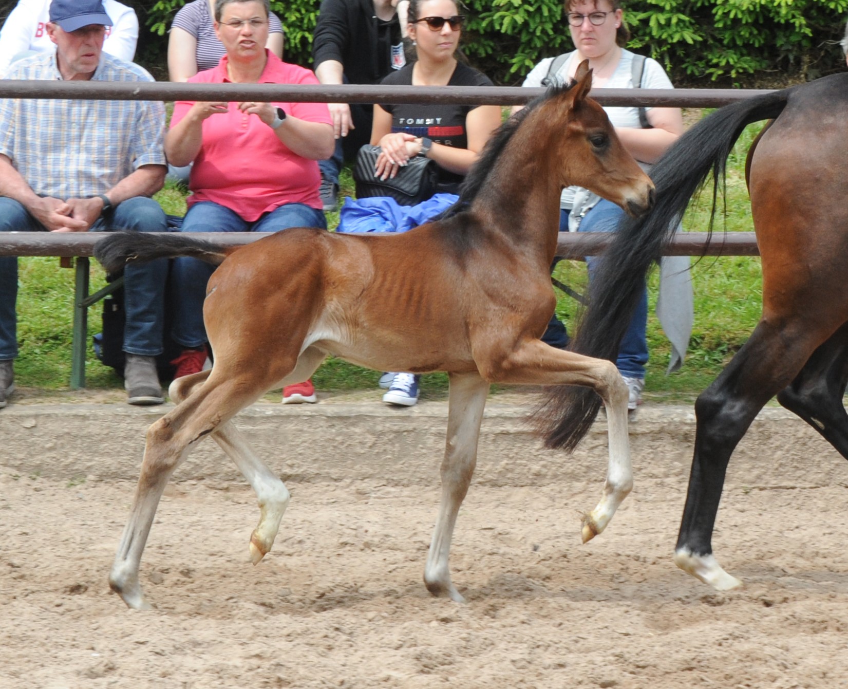 Oldenburger Colt by Frst Toto x Sir Donnerhall x Totilas - Gestt Hmelschenburg - Beate Langels