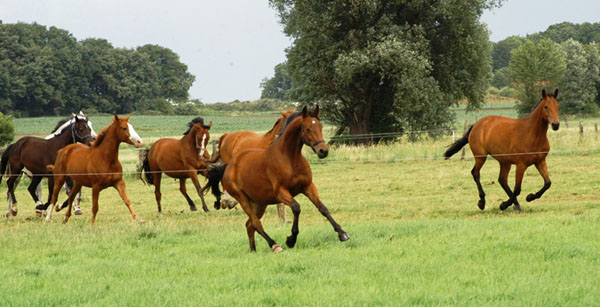 Impressionen Gestt Schplitz 2011 - in der Bildmitte: 3jhriger Trakehner von Showmaster x Tuareg - Foto: Richard Langels - Trakehner Gestt Hmelschenburg