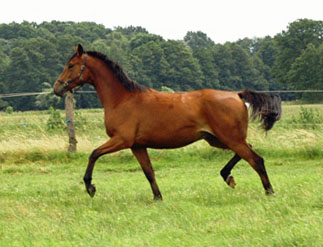 Dreijhriger Trakehner Wallach von Showmaster x Tuareg, Foto: Richard Langels, Trakehner Gestt Hmelschenburg