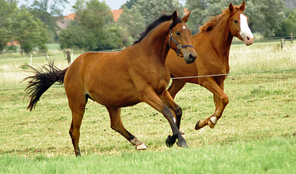 Impressionen Gestt Schplitz 2011 - 3jhriger Trakehner von Showmaster x Tuareg und 3jhriger Wallach von Tabaluga - Foto: Richard Langels - Trakehner Gestt Hmelschenburg