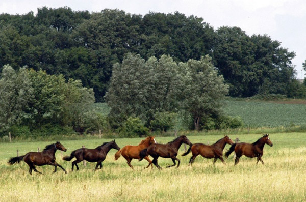 Impressionen Gestt Schplitz 2011 - Jhrlingsstuten - Foto: Richard Langels - Trakehner Gestt Hmelschenburg