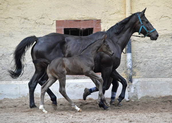 Hengstfohlen von Saint Cyr u.d. Tabella