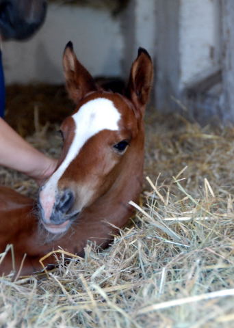 Trakehner Filly by  Freudenfest out of Val de Vienne by Exclusiv - Trakehner Gestt Hmelschenburg - Foto: Ellen Hnoch