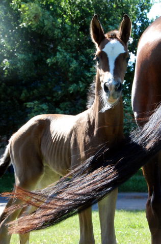 Trakehner Filly by  Freudenfest out of Val de Vienne by Exclusiv - Trakehner Gestt Hmelschenburg - Foto: Ellen Hnoch