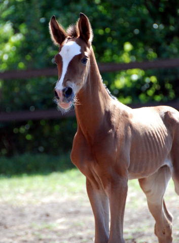 Trakehner Filly by  Freudenfest out of Val de Vienne by Exclusiv - Trakehner Gestt Hmelschenburg - Foto: Ellen Hnoch