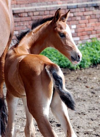 Trakehner Filly by  Freudenfest out of Val de Vienne by Exclusiv - Trakehner Gestt Hmelschenburg - Foto: Ellen Hnoch