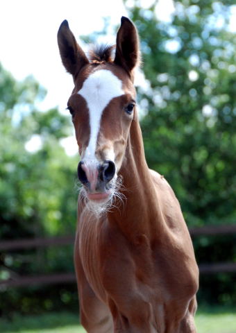 Trakehner Filly by  Freudenfest out of Val de Vienne by Exclusiv - Trakehner Gestt Hmelschenburg - Foto: Ellen Hnoch