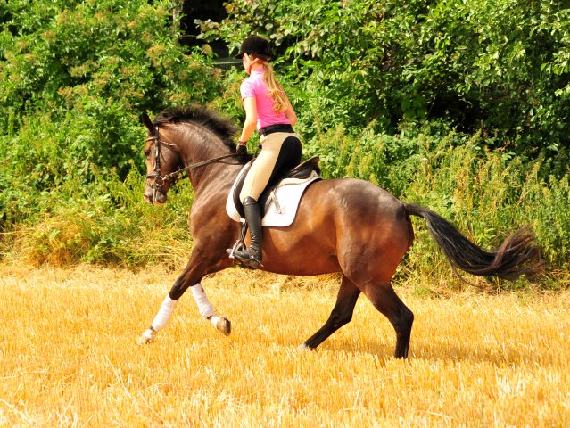 Prmienanwrterin Tacyra v. Saint Cyr u.d. Pr.u.StPrSt. Tavolara v. Exclusiv  - Foto: Beate Langels -  
Trakehner Gestt Hmelschenburg