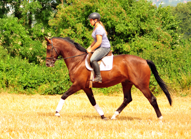 4jhriger Trakehner v. Saint Cyr x Red Patrick xx - Gestt Hmelschenburg am 21. Juli 2016