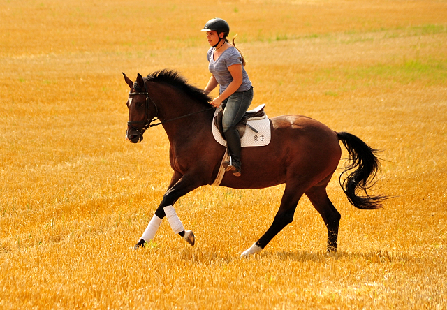 4jhriger Trakehner v. Saint Cyr x Red Patrick xx - Gestt Hmelschenburg am 21. Juli 2016