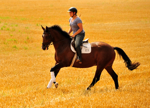 4jhriger Trakehner v. Saint Cyr x Red Patrick xx - Gestt Hmelschenburg am 21. Juli 2016