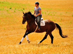 4jhriger Trakehner v. Saint Cyr x Red Patrick xx - Gestt Hmelschenburg am 21. Juli 2016