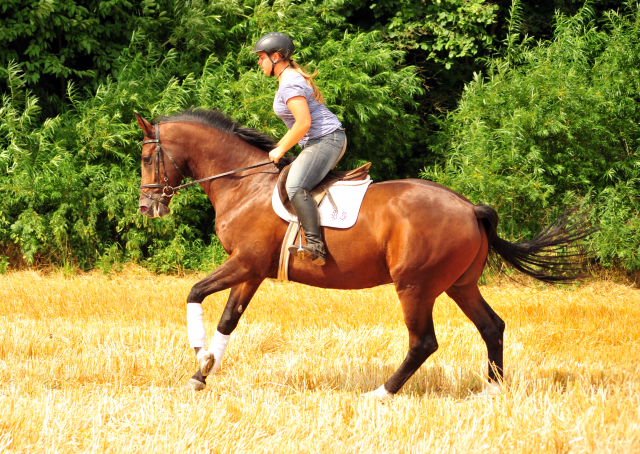 4jhriger Trakehner v. Saint Cyr x Red Patrick xx - Gestt Hmelschenburg am 21. Juli 2016