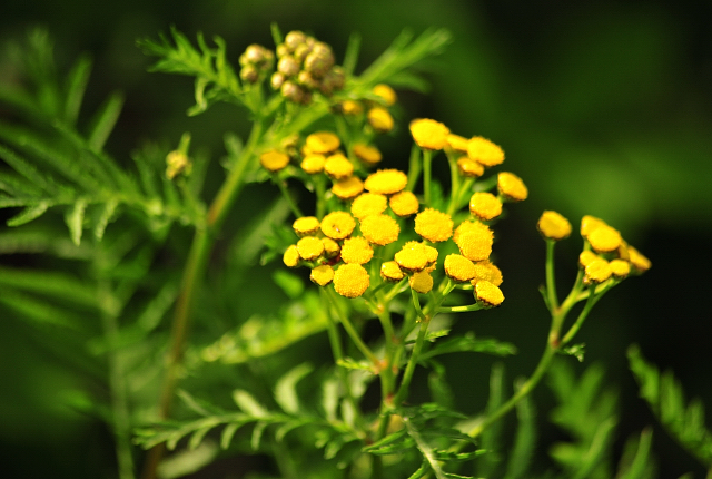 Foto: Beate Langels -
Trakehner Gestüt Hämelschenburg