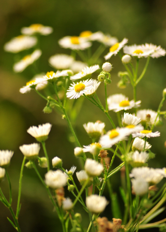 Foto: Beate Langels -
Trakehner Gestüt Hämelschenburg